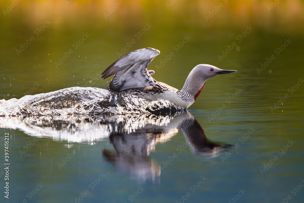 Fototapeta premium Sterntaucher (Gavia stellata)