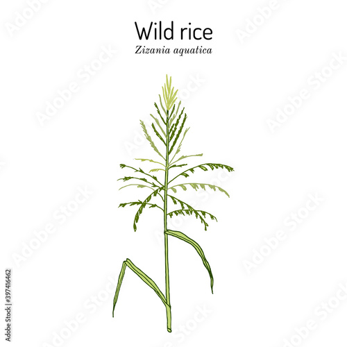 Wild rice (Zizania aquatica), state grain of Minnesota