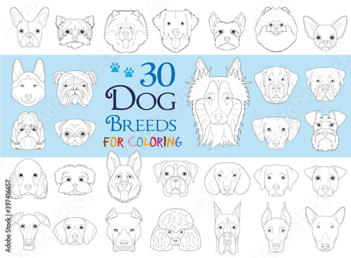 Dog Breeds Collection Volume 1: Set of 30 different dog breeds for coloring in cartoon style.