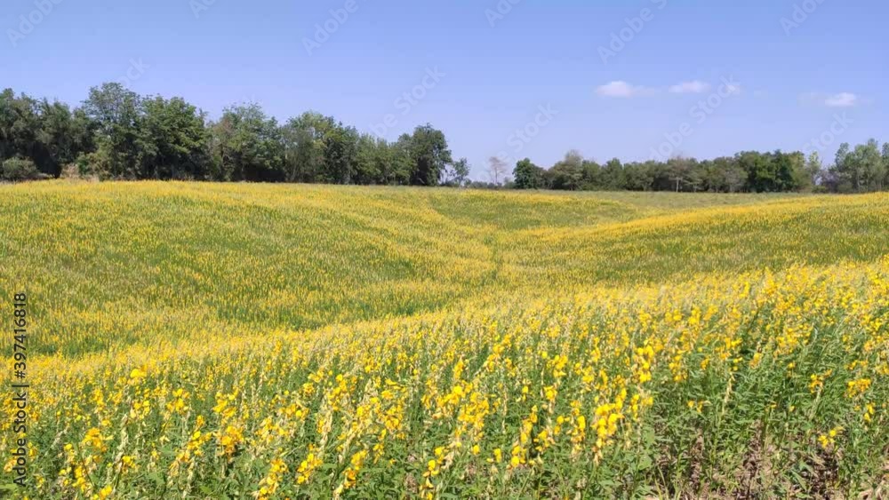 Yellow flowers blowing in wind. swaying yellow flowers in Yellow flowers field. Yellow flowers blowing in wind. swaying yellow flowers in Yellow flowers field.