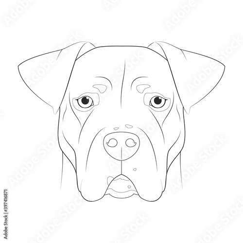 Argentinian Dogo dog easy coloring cartoon vector illustration. Isolated on white background