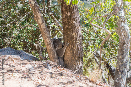 野生のコアラ　子連れのメスが地面にいるところ © treetstreet