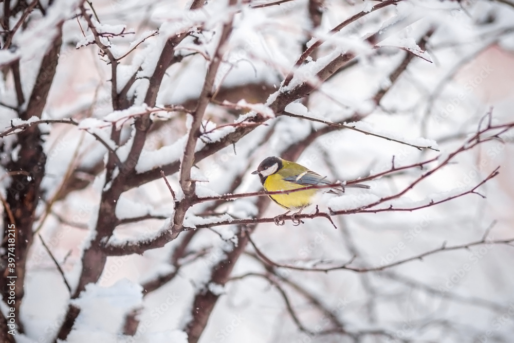 A titmouse sits on a snow-covered tree in winter A titmouse sits on a snow-covered tree in winter
