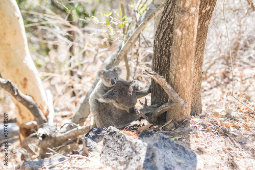 野生のコアラ 子連れのメスが地面にいるところ