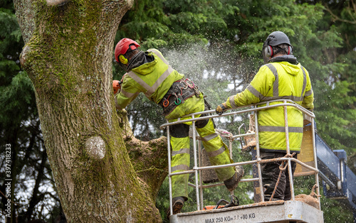 Hampshire,England, UK. 2020. Trainee tree surgeon felling an Ash tree from cherry picker platform. Under instruction from trainer person.