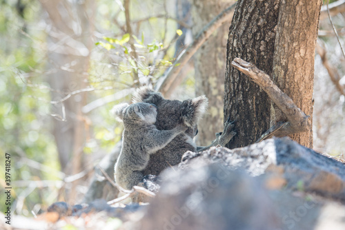 Photography 野生のコアラ　子連れのメスが地面にいるところ