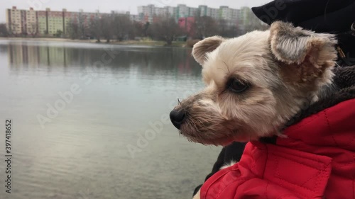 Dog owner holding mixed-breed Morkie in hands, lake in background photo