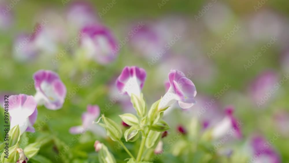 Close up of pink flower, Torenia fournieri Close up of pink flower, Torenia fournieri