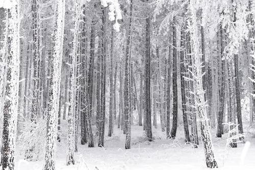 winter forest in the snow © Djordje