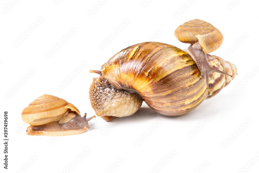Big and small garden snail isolated on white background Big and small garden snail isolated on white background