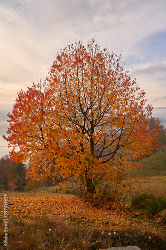 Colorful trees in the autumn
