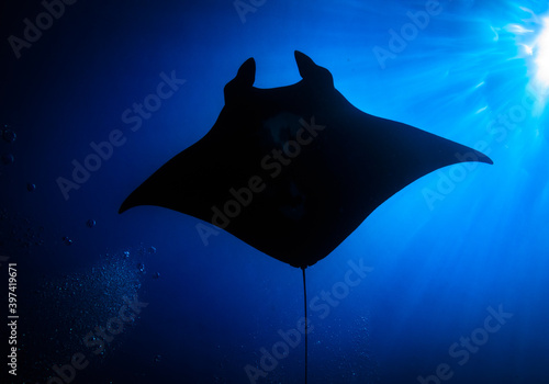 Foto Manta Silhouette, Komodo National Park, Indonesia