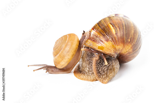 Big and small garden snail isolated on white background