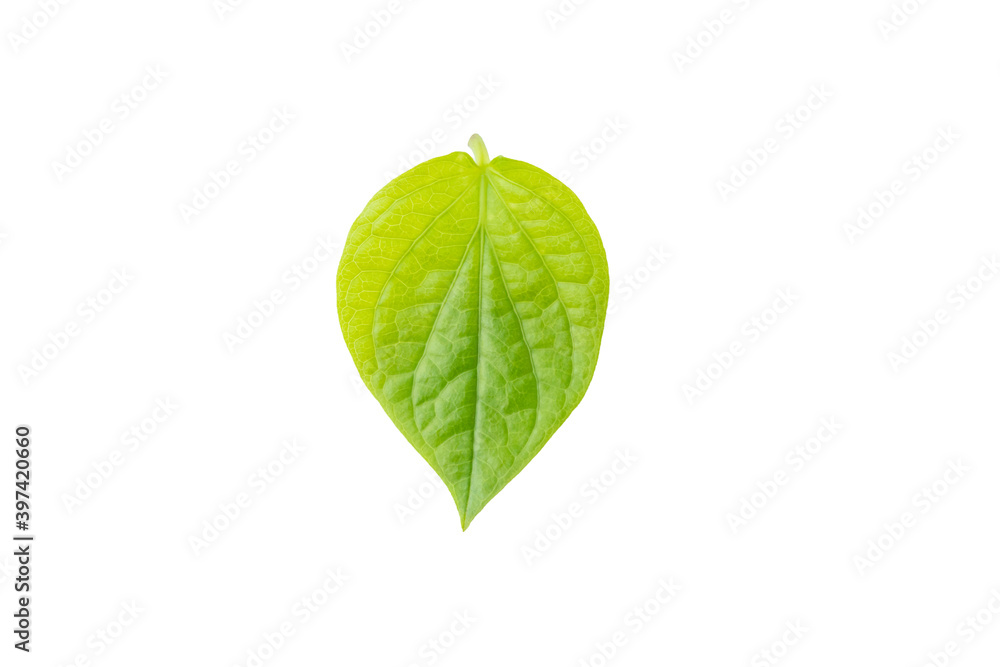 Obraz premium Beautiful spring green leaf on white background