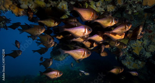 Schooling Fishes, Rottnest Island, Perth Western Australia