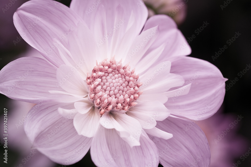 Asternblüte Asternblüte