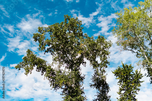 Φωτογραφία View from the bottom up on the tops of deciduous trees with yellow and green leaves on the background of a very beautiful colorful sky with lblaks