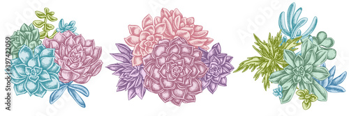 Flower bouquet of pastel succulent echeveria, succulent echeveria, succulent