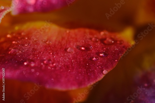 Dew on a rose leaf macro