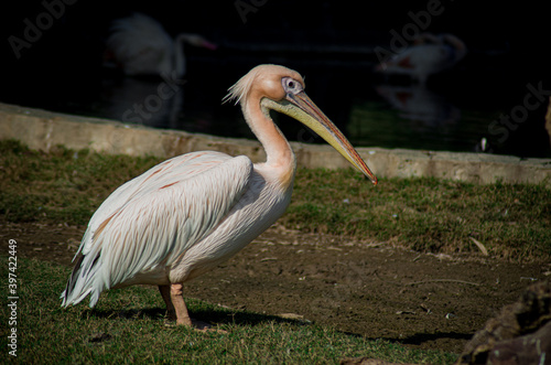 Dalmatian Pelican are elegant birds, with wingspans that rival the great albatrosses, their flocks fly in graceful harmony. Characterized by a long beak, a large throat pouch used for catching prey. 