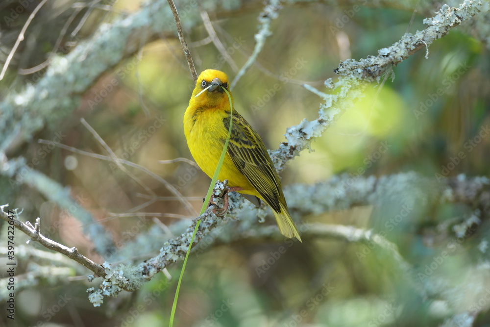 Kapweber (Ploceus capensis), Suche nach Nistmateria beim Nestbau in der Brutkolonie. George, Südafrika. Kapweber (Ploceus capensis), Suche nach Nistmateria beim Nestbau in der Brutkolonie. George, Südafrika.