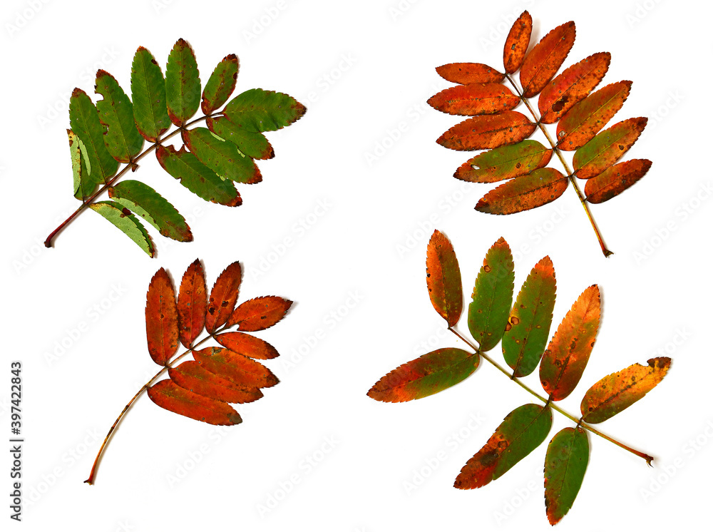 Naklejka premium Autumn rowan leaves on a white background
