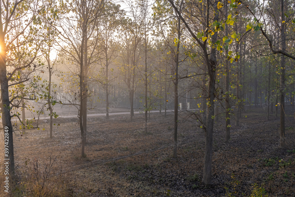 sunrising  behind poplar trees in rural india