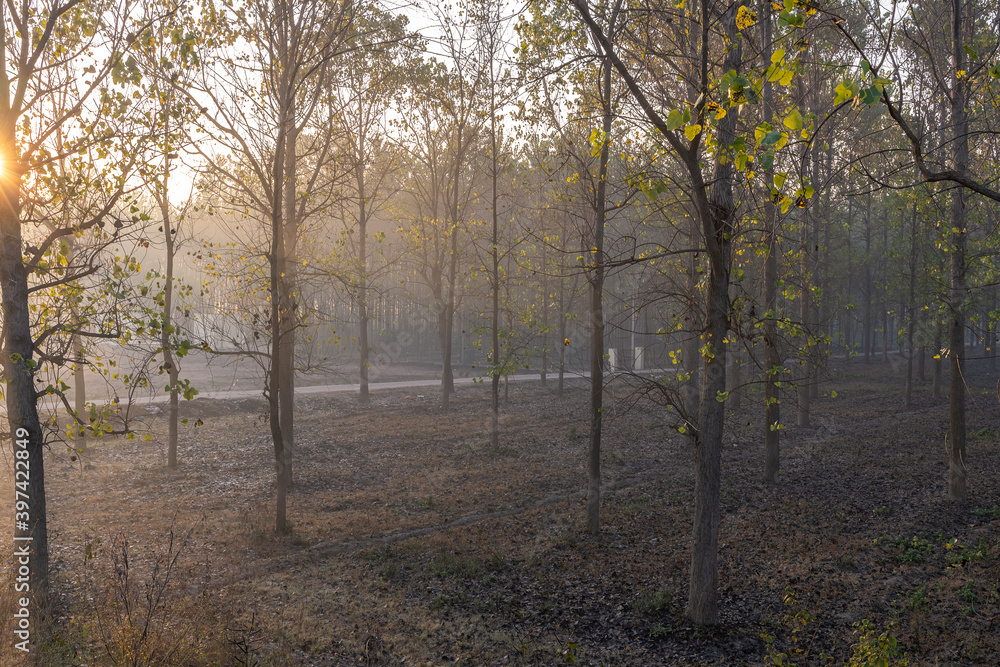 Fototapeta premium sunrising behind poplar trees in rural india