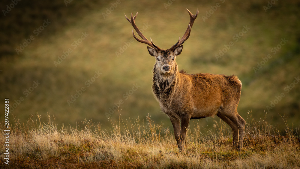 Fototapeta premium King of the Glen