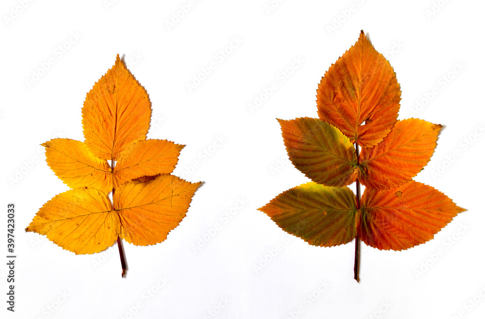Autumn raspberry leaves on a white background Autumn raspberry leaves on a white background