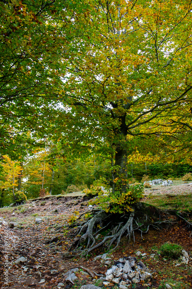 colorful texture of autumn trees colorful texture of autumn trees