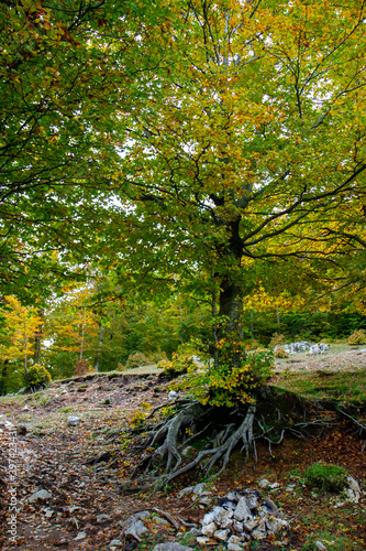 Wallpaper Mural colorful texture of autumn trees Torontodigital.ca