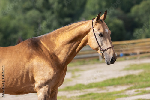 Portrait of a beautiful buckskin horse on natural green summer background  head closeup