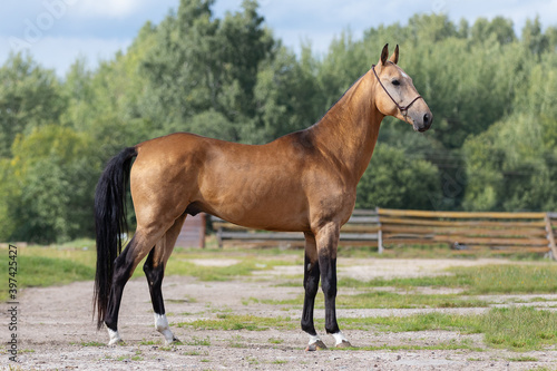 Buckskin horse stands on natural summer background, profile side view, exterior