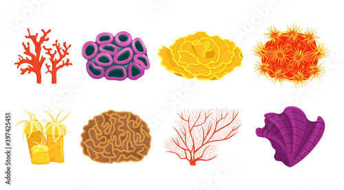 Coral types set