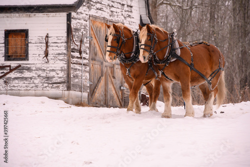 two clydesdale horses in winter. Old vintage stable barn 