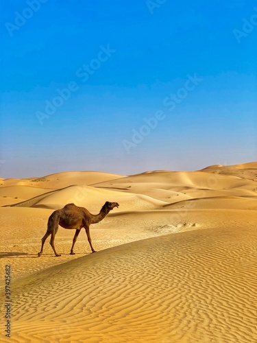 Canvas Print camels in the desert