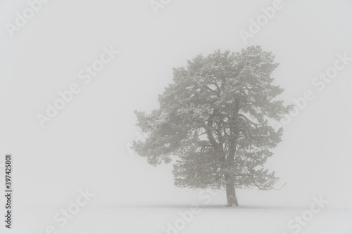 Russberg bei Tuttlingen im Winter photo