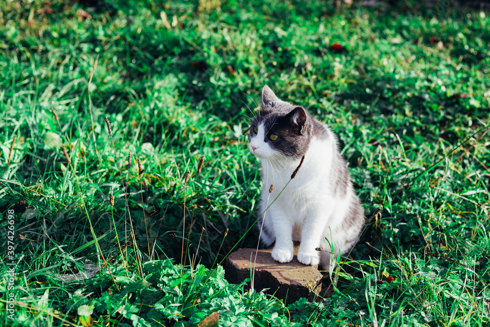 Beautiful cat in green grass