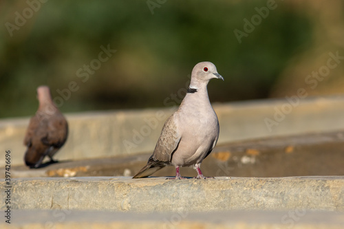 collared dove