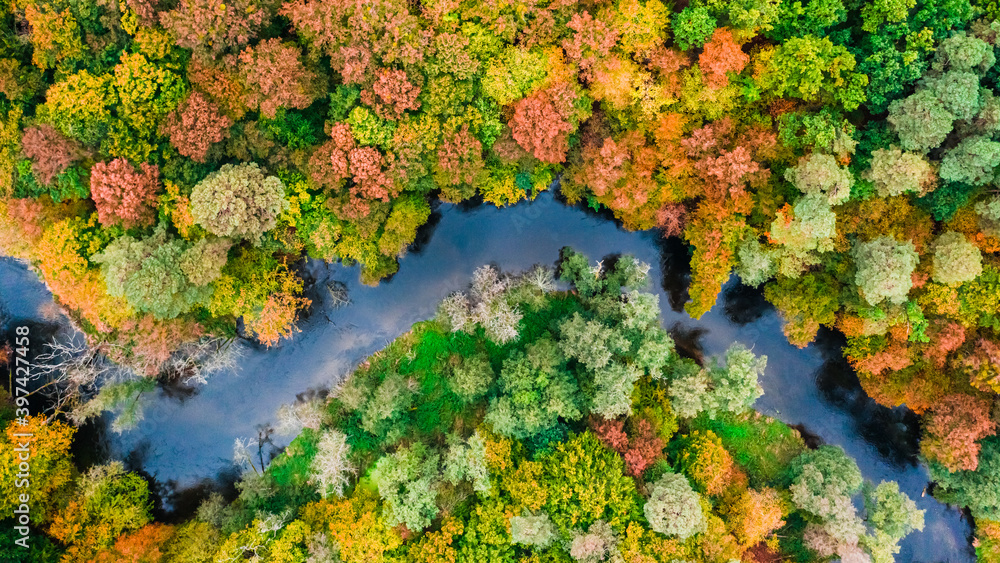 Naklejka premium Top down view of small river and colorful autumn forest