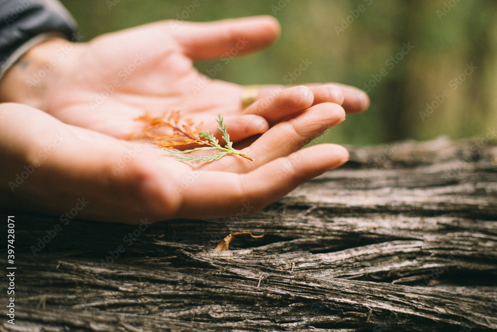Fototapeta premium hand holding a plant