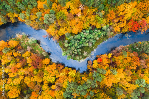 Canvas Print Blue river and colorful autumn forest, aerial view of Poland