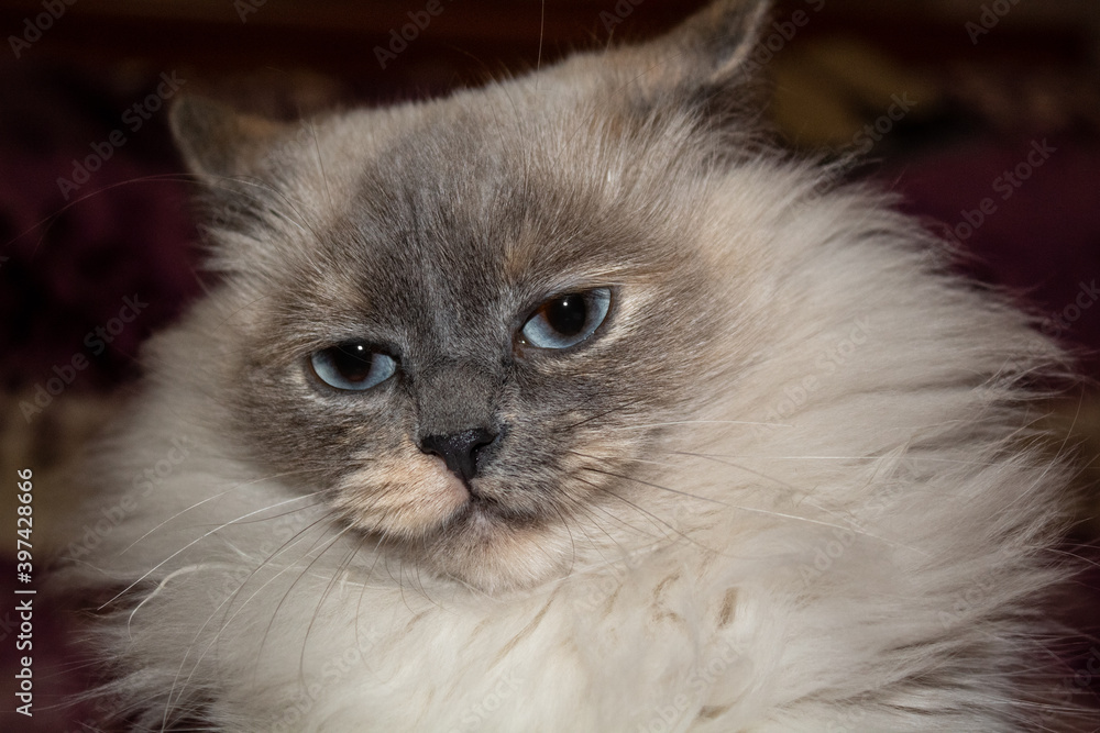 
Cute Burmese cat. Portrait of a fluffy blue-eyed cat