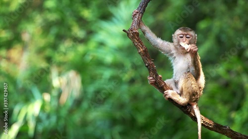Funny cute looking monkey on tree branch. Lovely little primate eating, swinging on liana. Pretty scene of wildlife in exotic green forest.