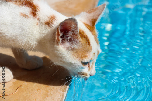 Drinking from the pool, thirsty street cat in Bitez, Turkey

Dorstige poes komt drinken uit het zwembad in Bitez, Turkije photo