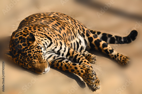 A strong and powerful jaguar resting after a hunt and a delicious breakfast