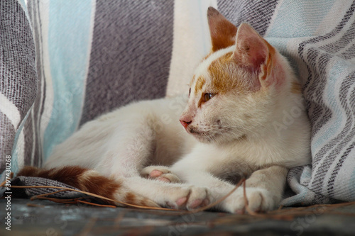 Fototapeta Naklejka Na Ścianę i Meble -  Turkish street cat relaxing a towel on a pool chair

Turkse straatkat op stoel bij zwembad