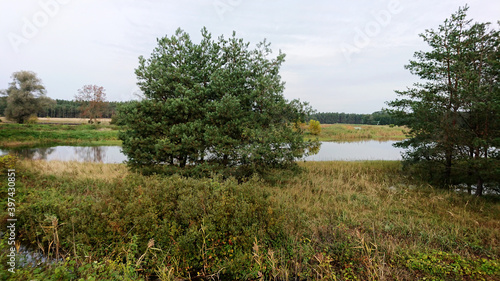 Fototapeta Naklejka Na Ścianę i Meble -  Powódź. Lubuskie. Polska.