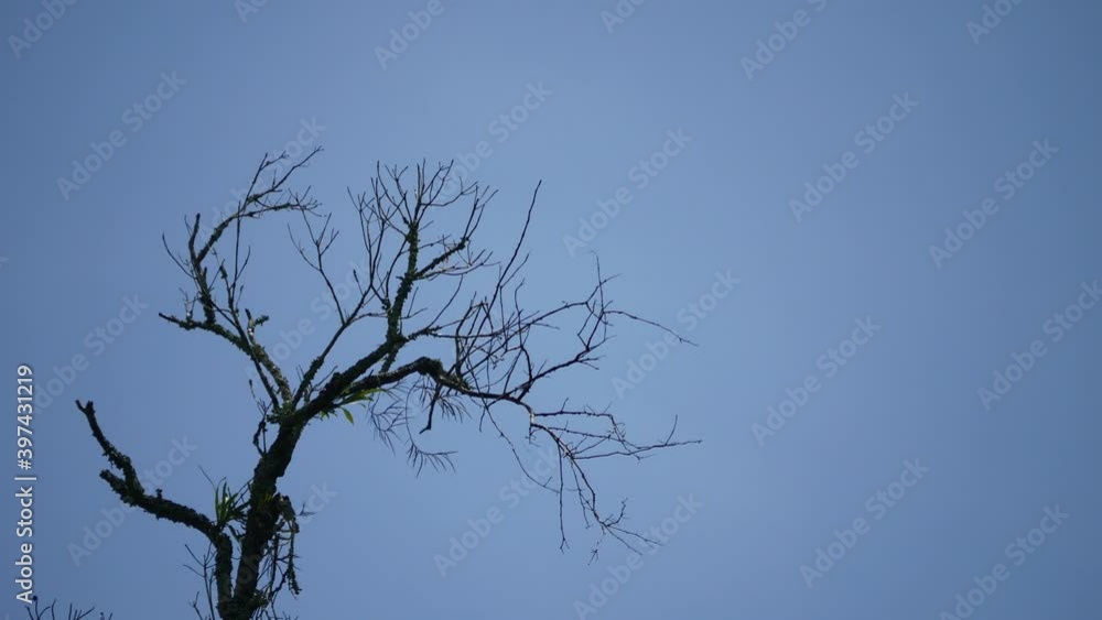 No Leaves Tree with Clear Blue Sky Background No Leaves Tree with Clear Blue Sky Background